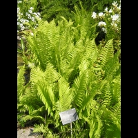 Salix Repens (fam. Salicacees) (Europe, Siberie) (1)